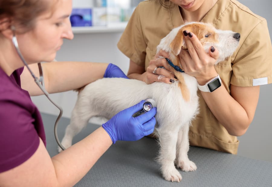 Boulder and Northside Emergency Pet Clinics in Boulder and Westminster